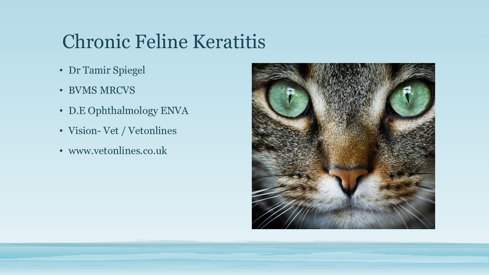 Chronic-Feline-Keratitis-pdf
