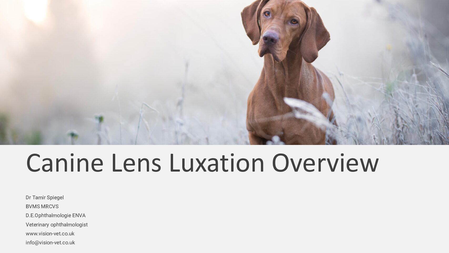 Lens-luxation-canine-pdf